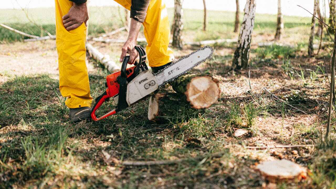 Professional Tree Service in Alturas, FL